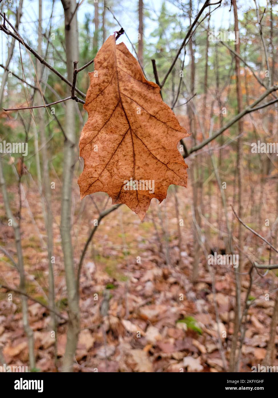 Einzelne getrocknete braune Eichenblätter auf einem Ast im Herbstwald Stockfoto