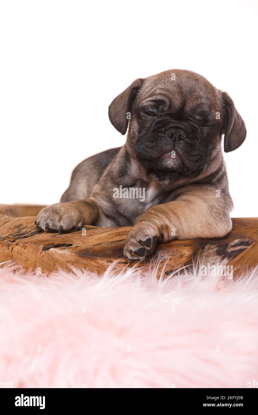 French-Bulldog-Pug-Puppy Stockfoto