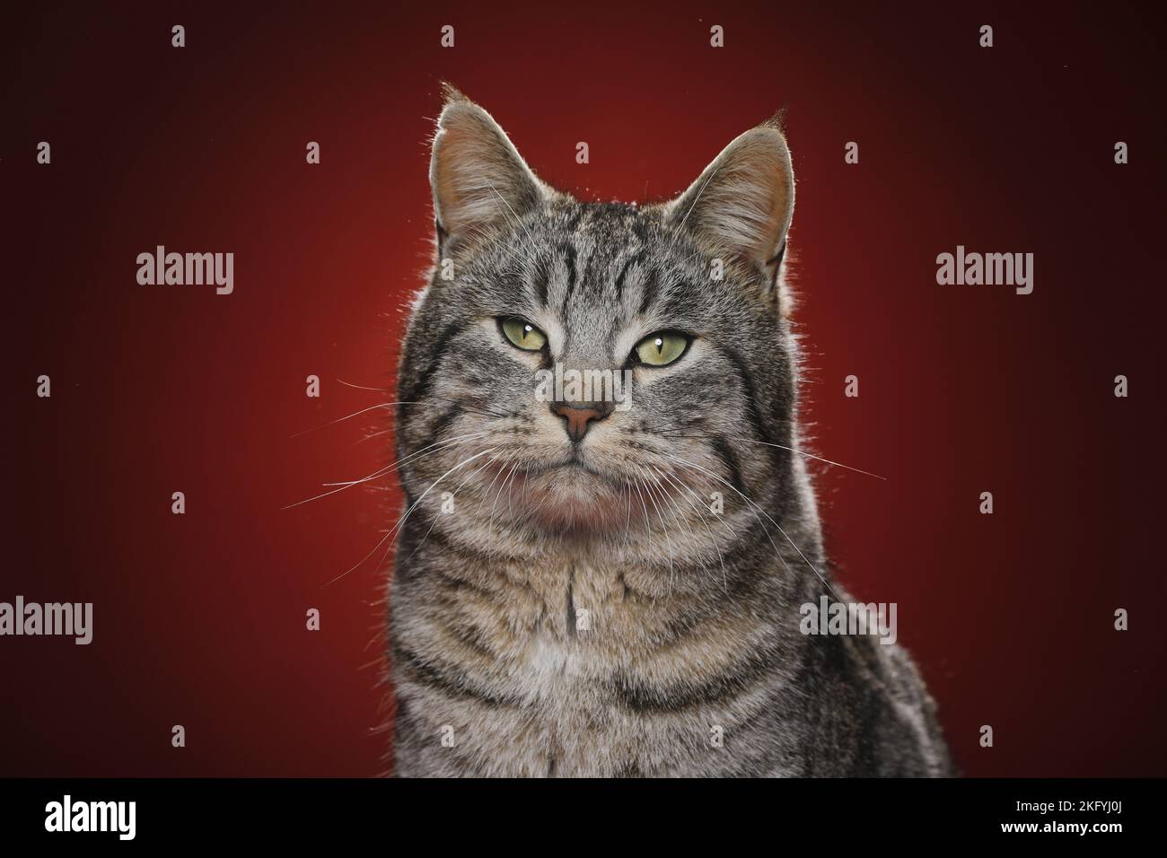 Hauskatze Stockfoto
