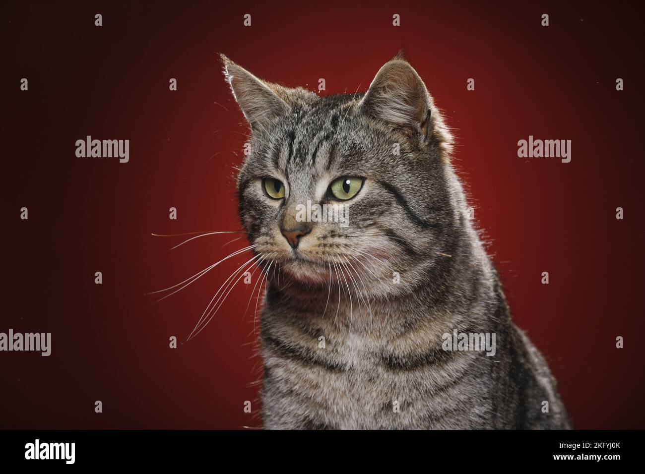 Hauskatze Stockfoto
