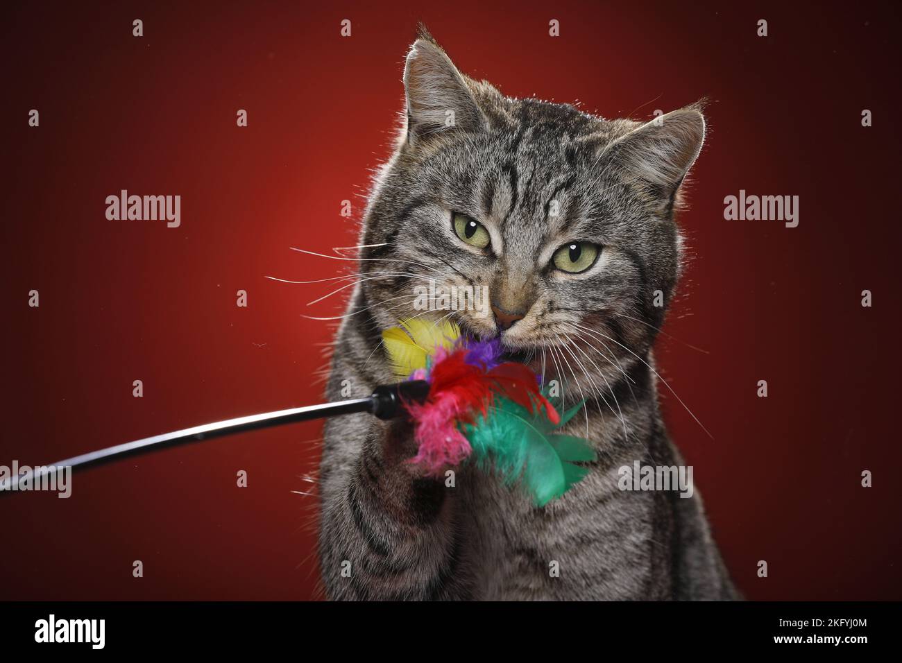 Hauskatze Stockfoto