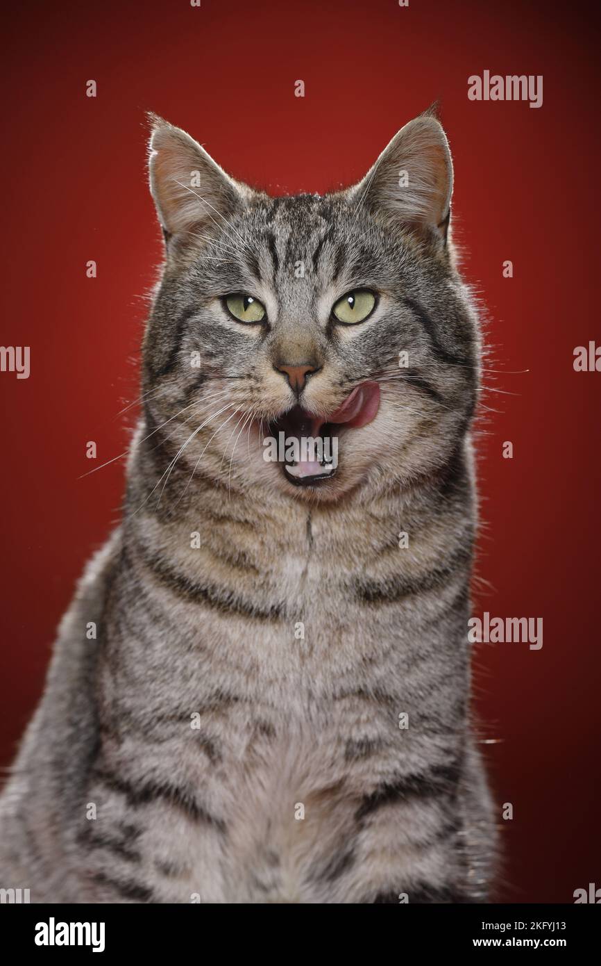 Hauskatze Stockfoto