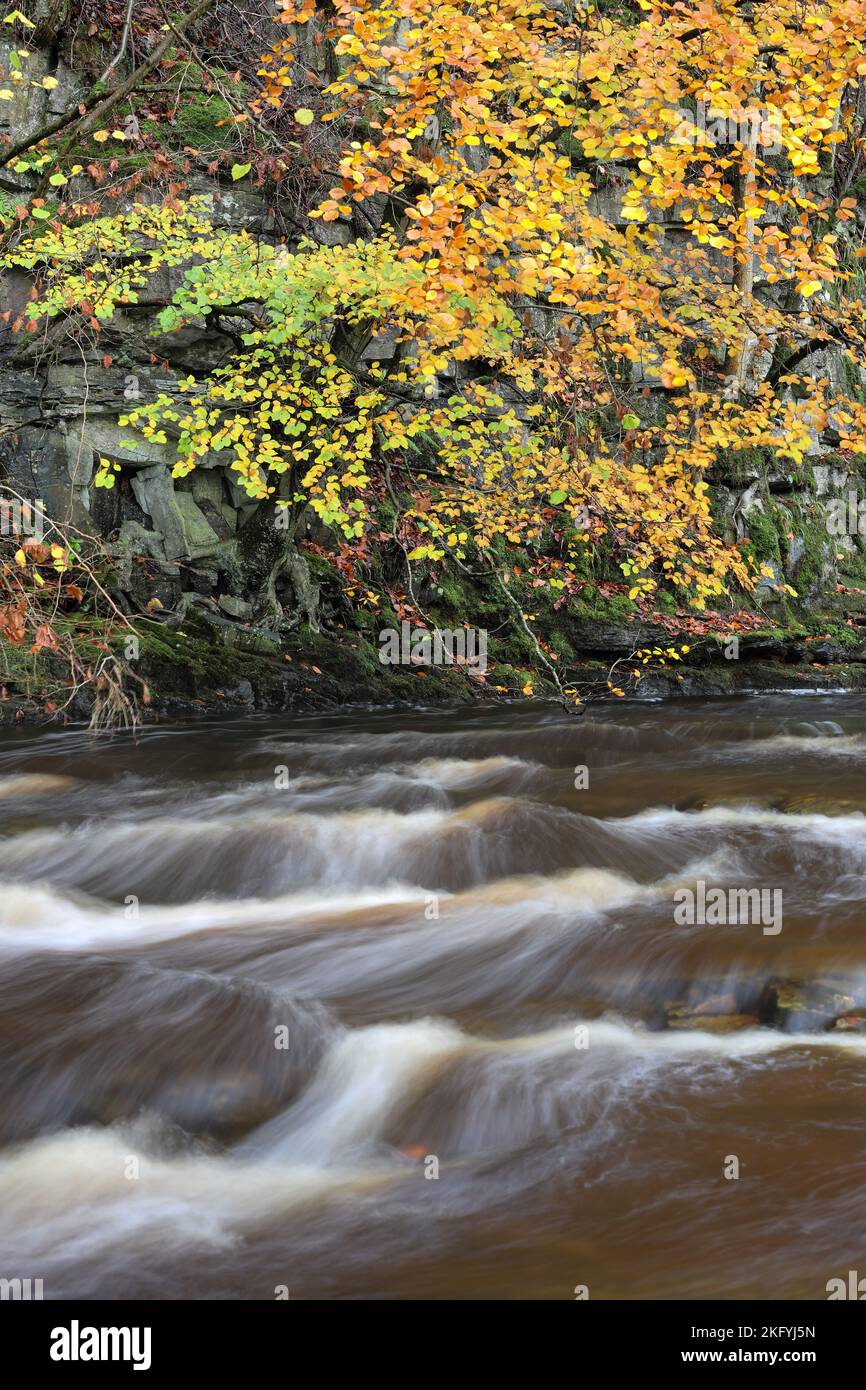 Flussfarben durch Peat-Sediment im Wasser, North Pennines, Teesdale, County Durham, Großbritannien Stockfoto