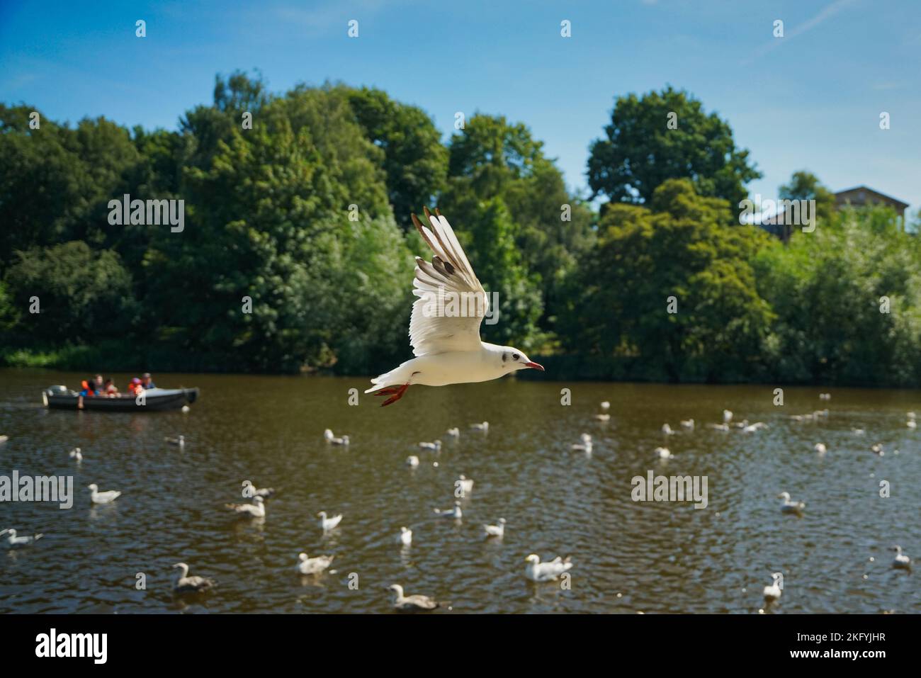 Eine Möwe, die in England mit Enten über den Chester See fliegt Stockfoto