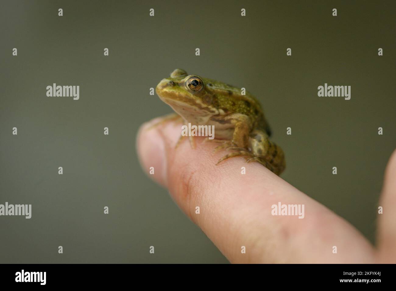 Frog sitzt auf dem Finger Stockfoto