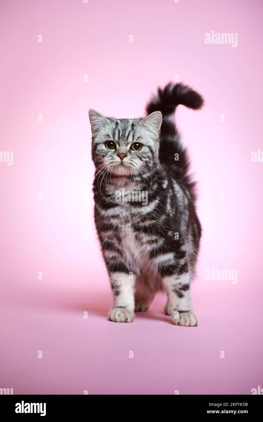 junge Britisch Kurzhaarkatze Stockfoto