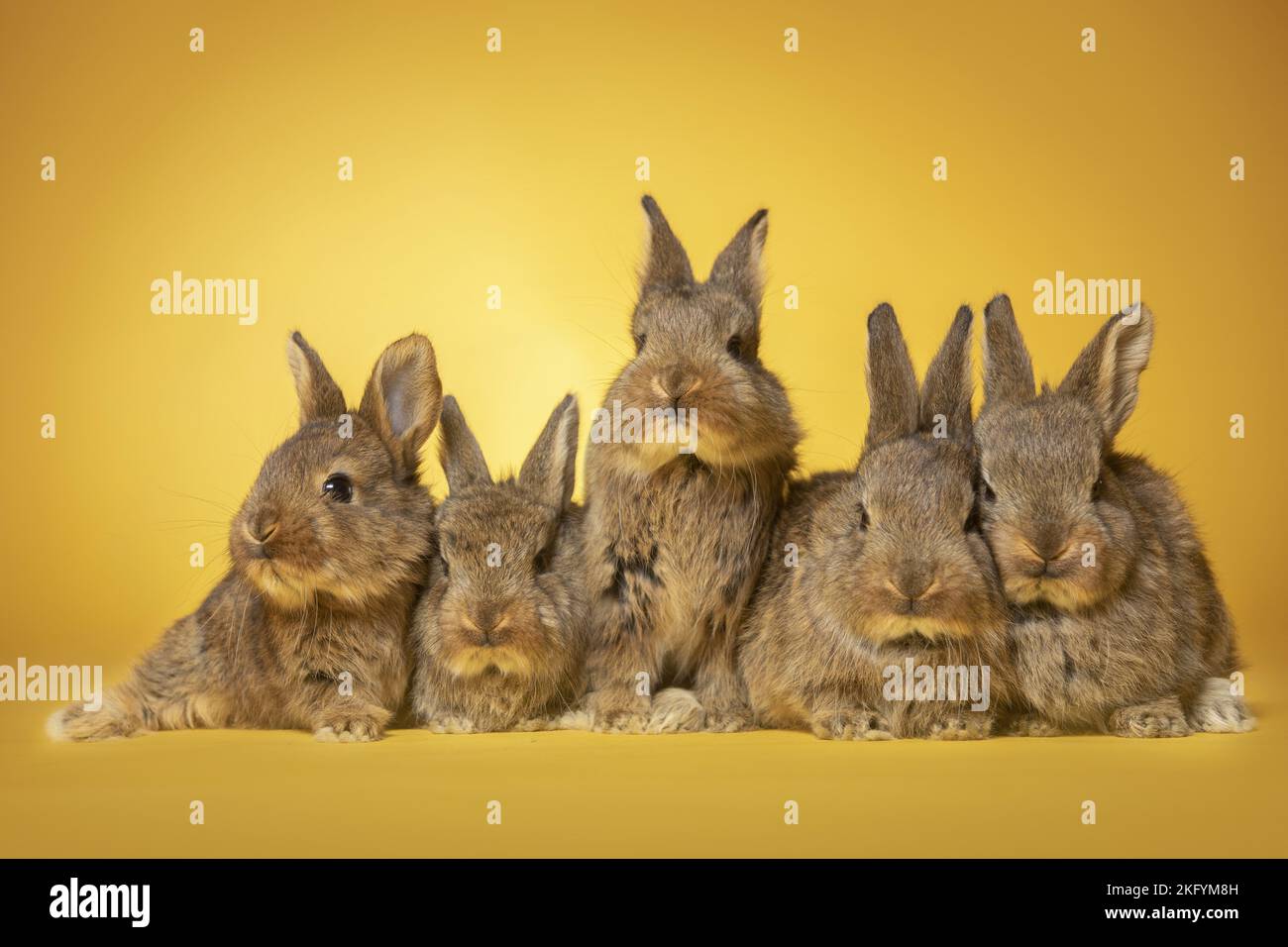 5 junge Kaninchen Stockfoto