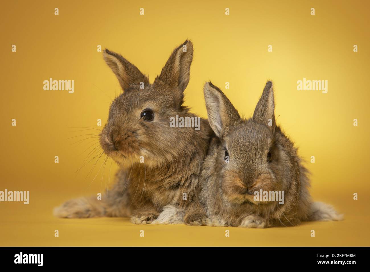 junge Kaninchen Stockfoto