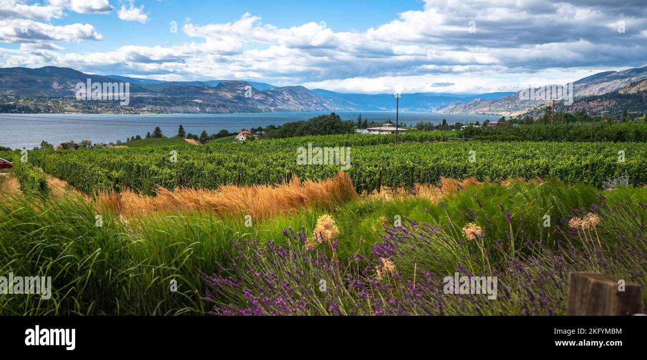 Okanagan Weinberge Sommerlandschaft. Stockfoto