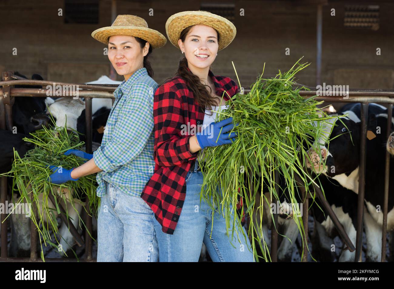 Weibliche Landwirte füttern Kühe im Kuhstall Stockfoto