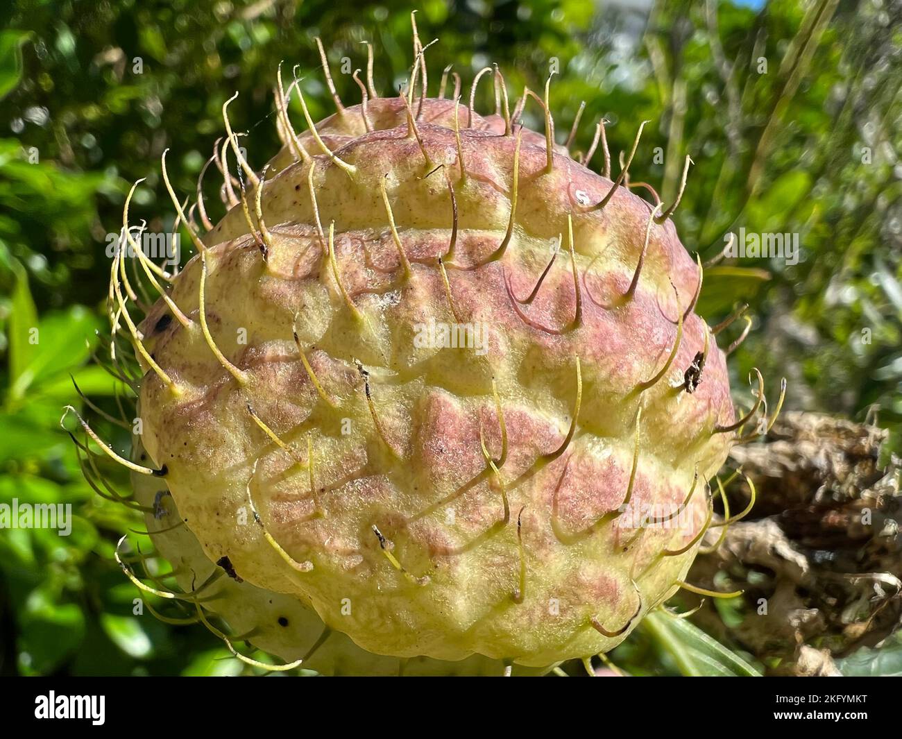 Nahaufnahme einer Ballonanlage (Gomphocarpus physocarpus) Stockfoto