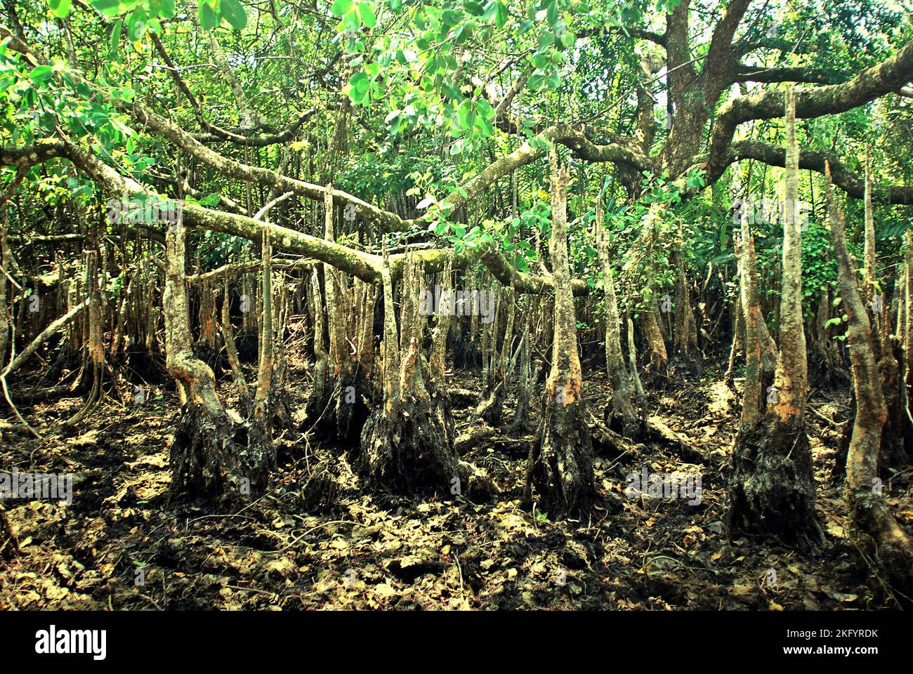 Riesige Luftwurzeln von sonneratia Pflanze, einer der Mangrovenbäume, die auf der Küstenlandschaft des Ujung Kulon National Park in Pandeglang, Banten, Indonesien wachsen. Stockfoto