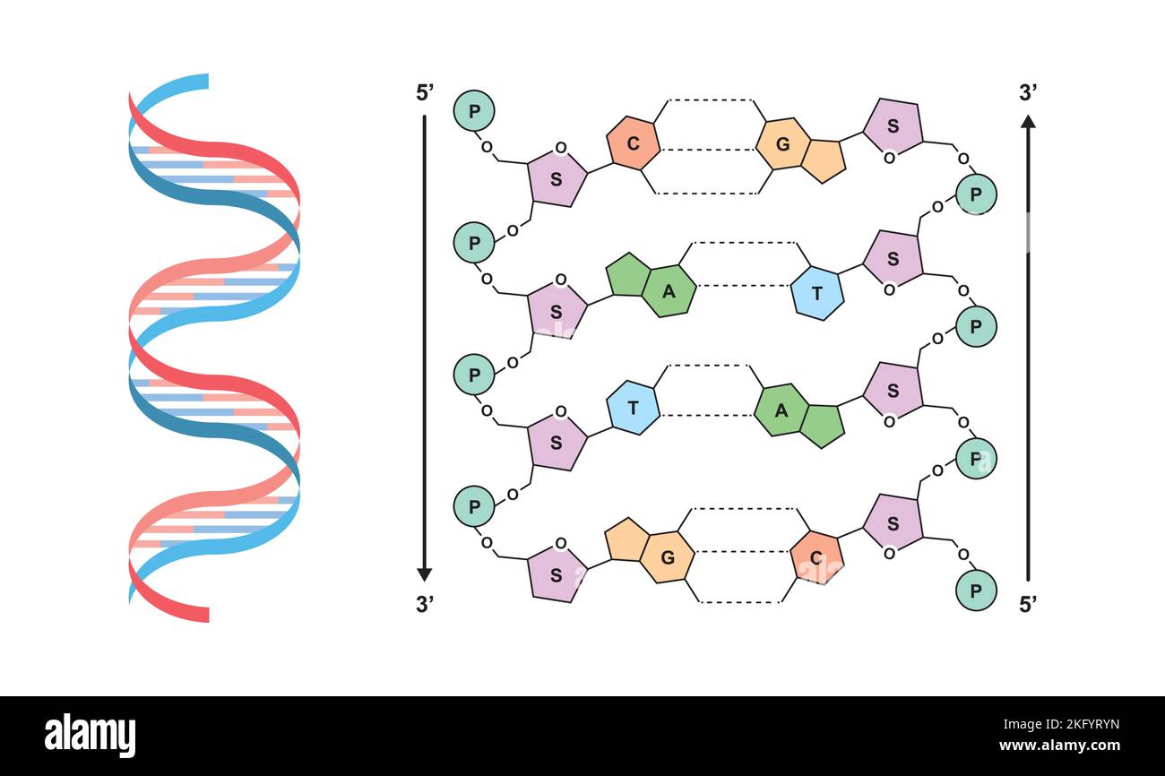 Wissenschaftliche Entwicklung des Watson- und Crick-DNA-Modells. Bunte Symbole. Vektorgrafik. Stock Vektor