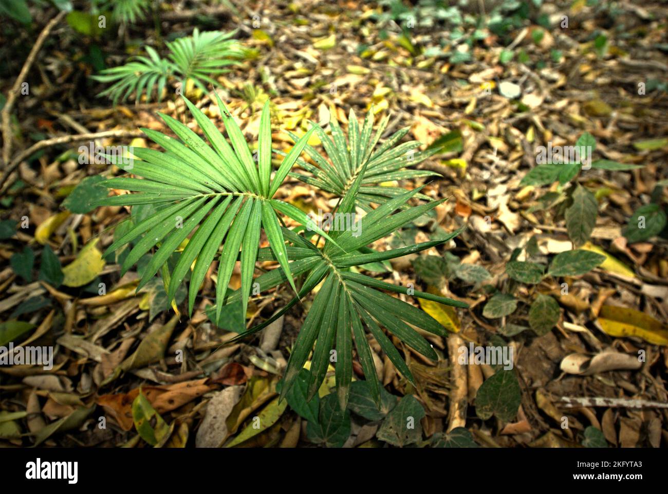 Auf dem Boden des Tieflandregenwaldes im Ujung Kulon National Park in Pandeglang, Banten, Indonesien, wächst eine Palme. Stockfoto