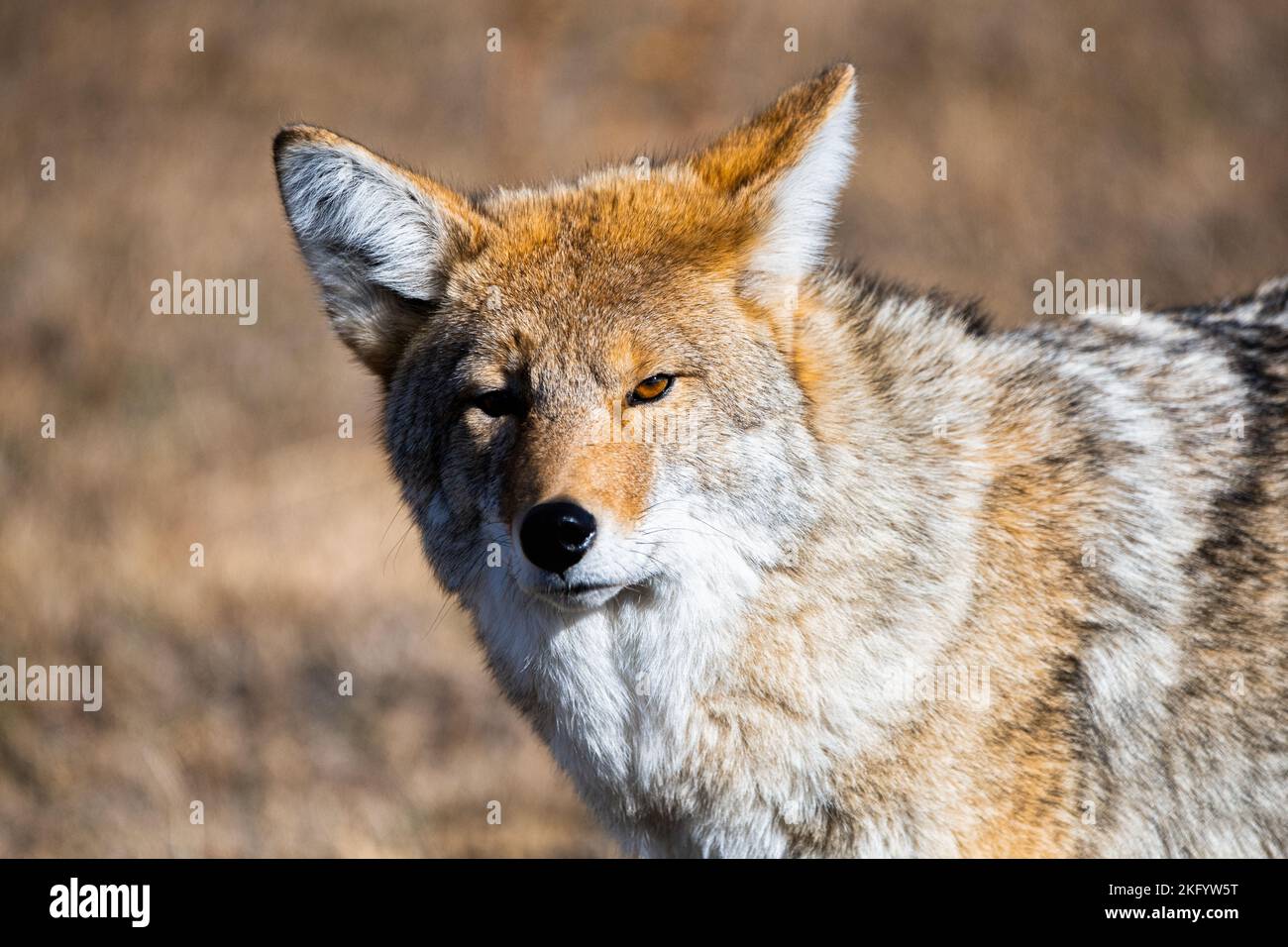 Yellowstone-Nationalpark Stockfoto