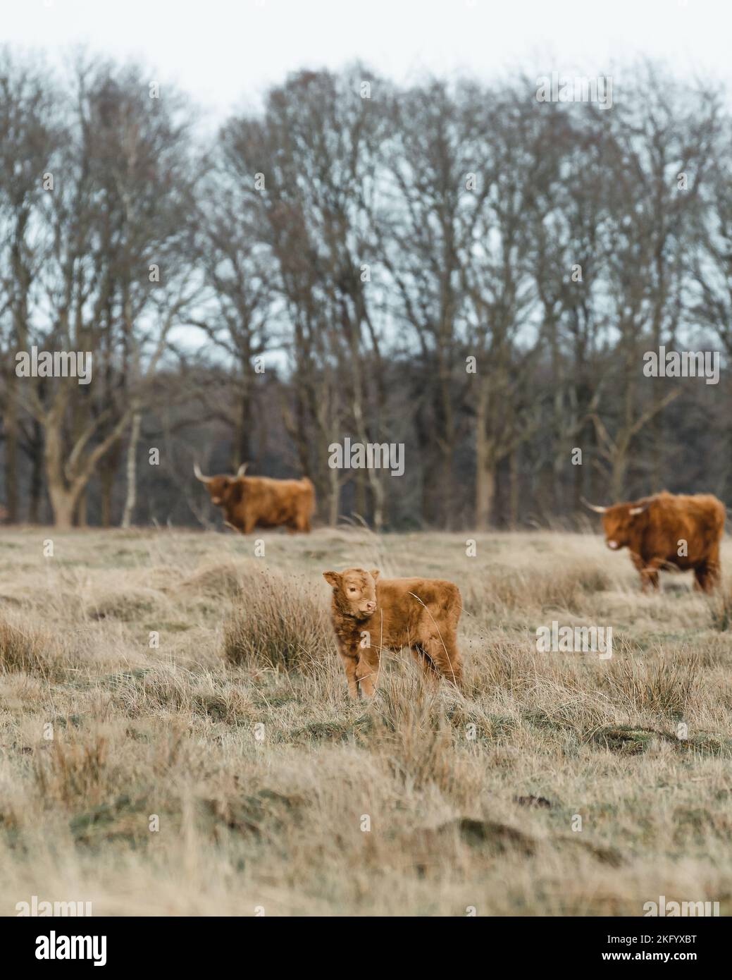 Schottisches Higlander-Rind auf einer ökologischen Feldfarm Stockfoto