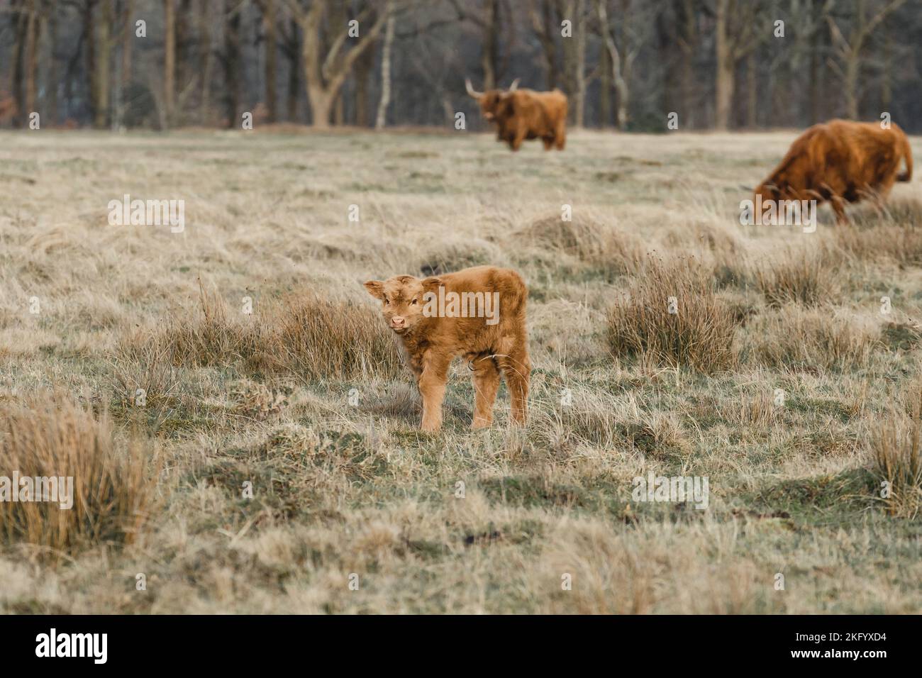 Schottisches Higlander-Rind auf einer ökologischen Feldfarm Stockfoto