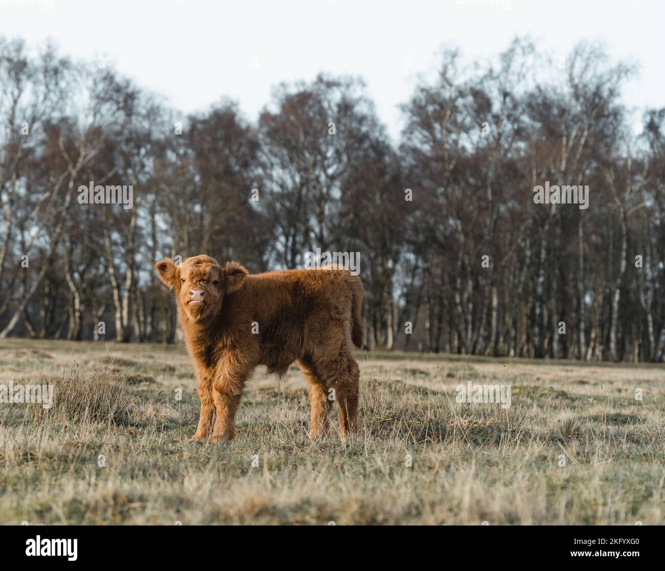 Schottisches Higlander Kalb-Rind auf einem Feld ökologisch Stockfoto