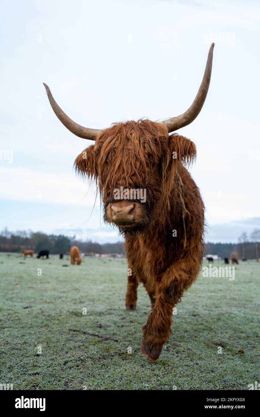 Schottisches Higlander-Rind auf einer ökologischen Feldfarm Stockfoto