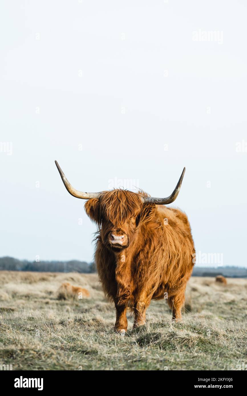 Schottisches Higlander-Rind auf einer ökologischen Feldfarm Stockfoto