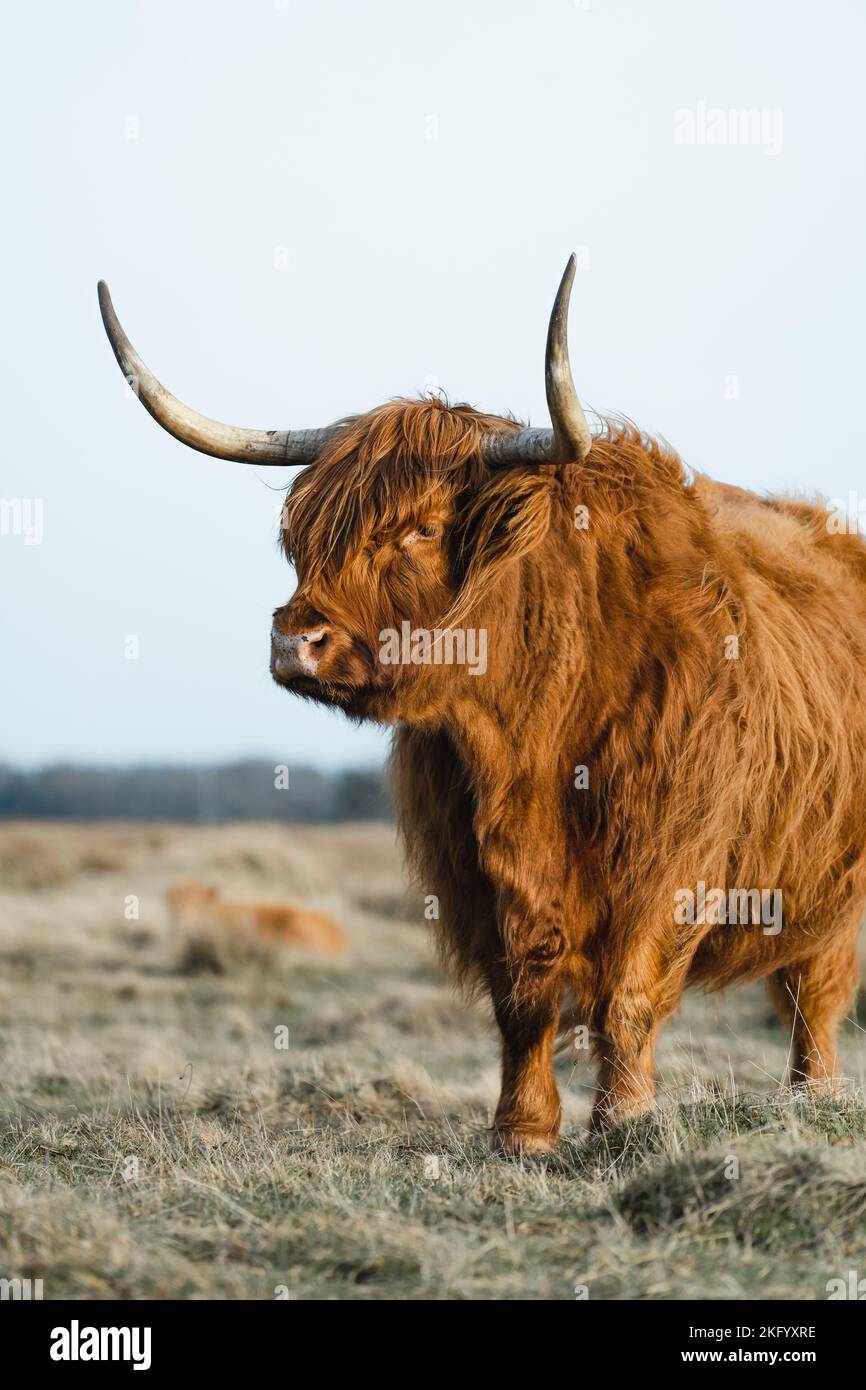 Schottisches Higlander-Rind auf einer ökologischen Feldfarm Stockfoto