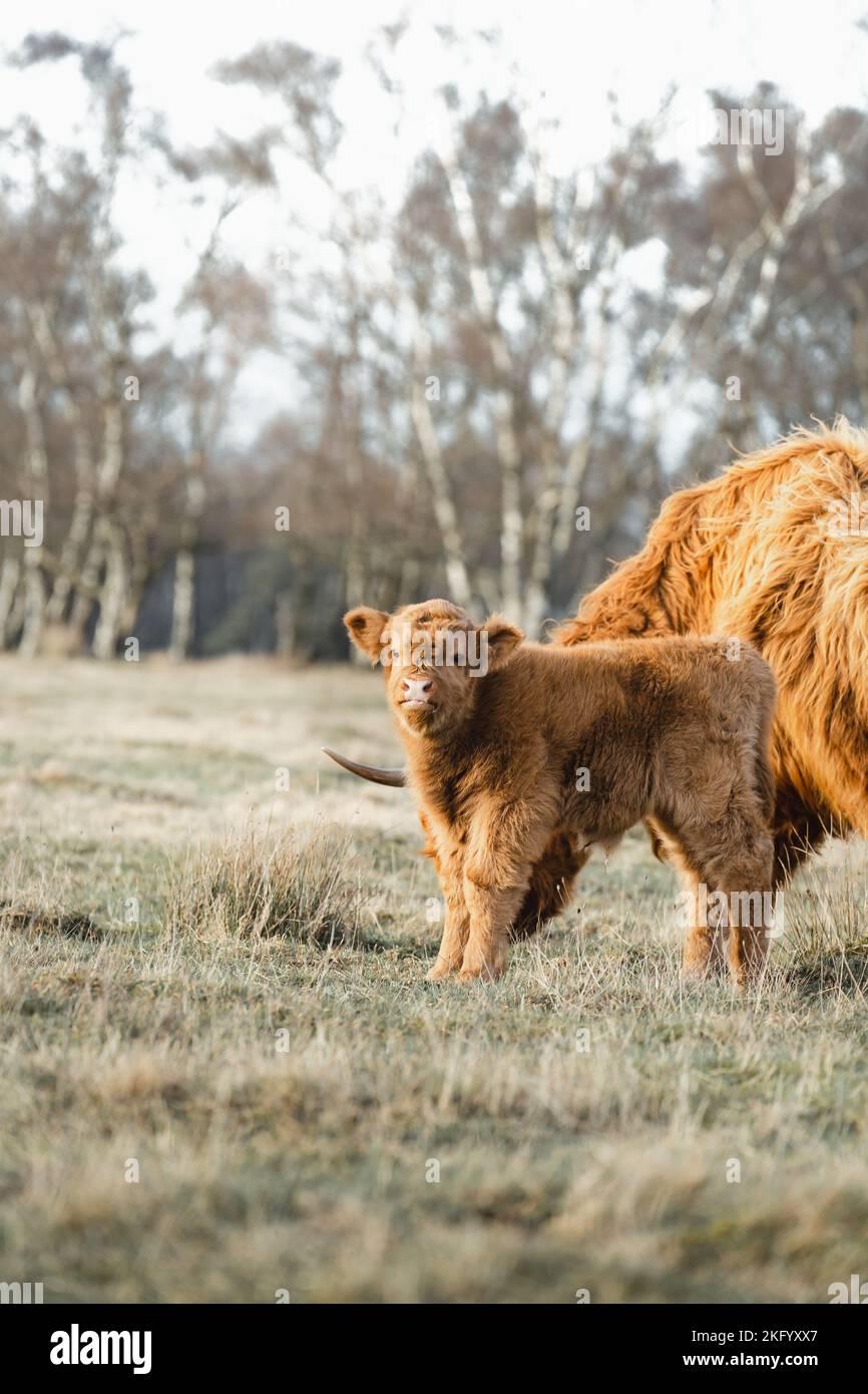 Schottisches Higlander-Rind auf einer ökologischen Feldfarm Stockfoto