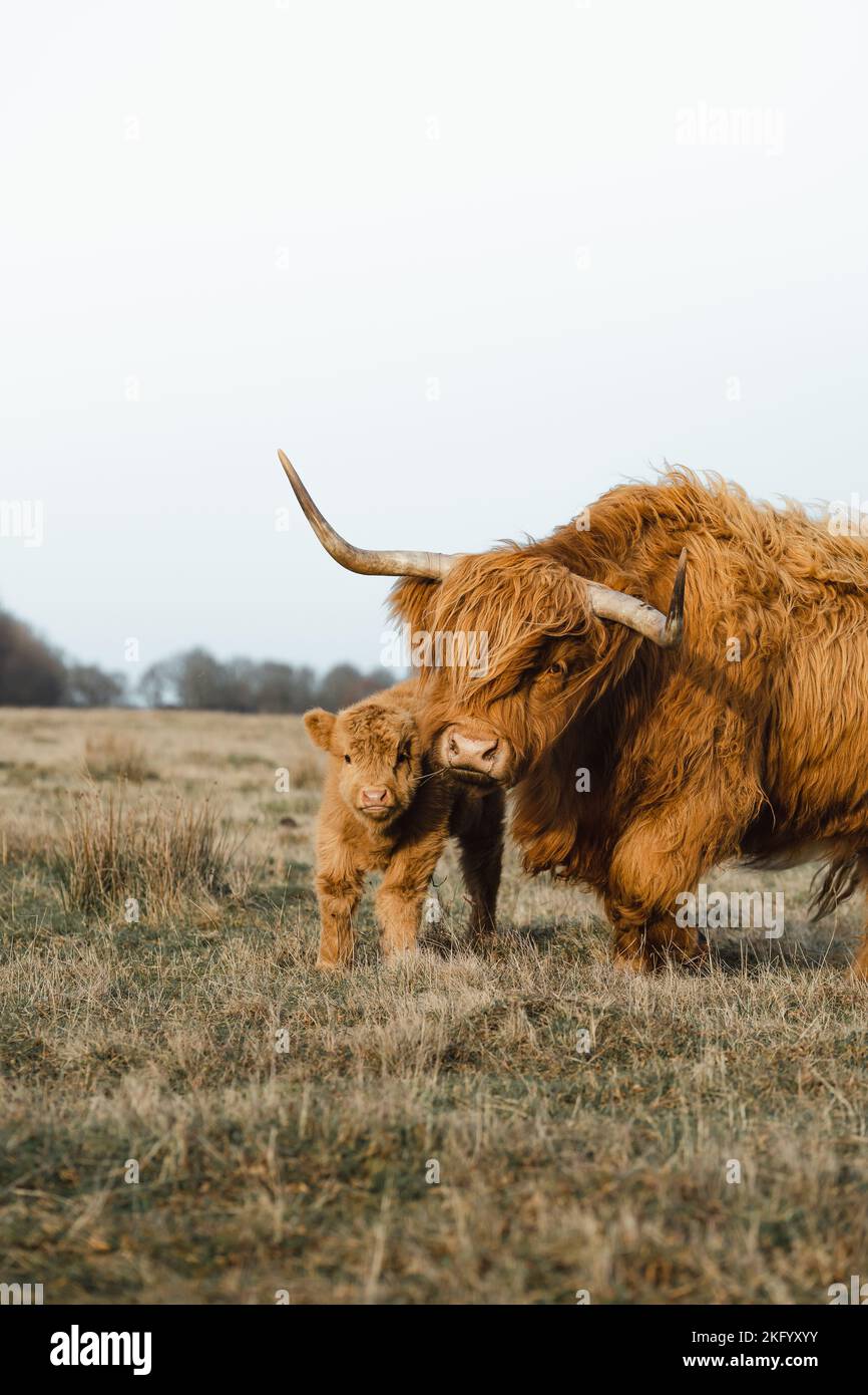 Schottische Higlander-Familie, Kalb und Mutter auf einem ökologischen Bauernhof Stockfoto
