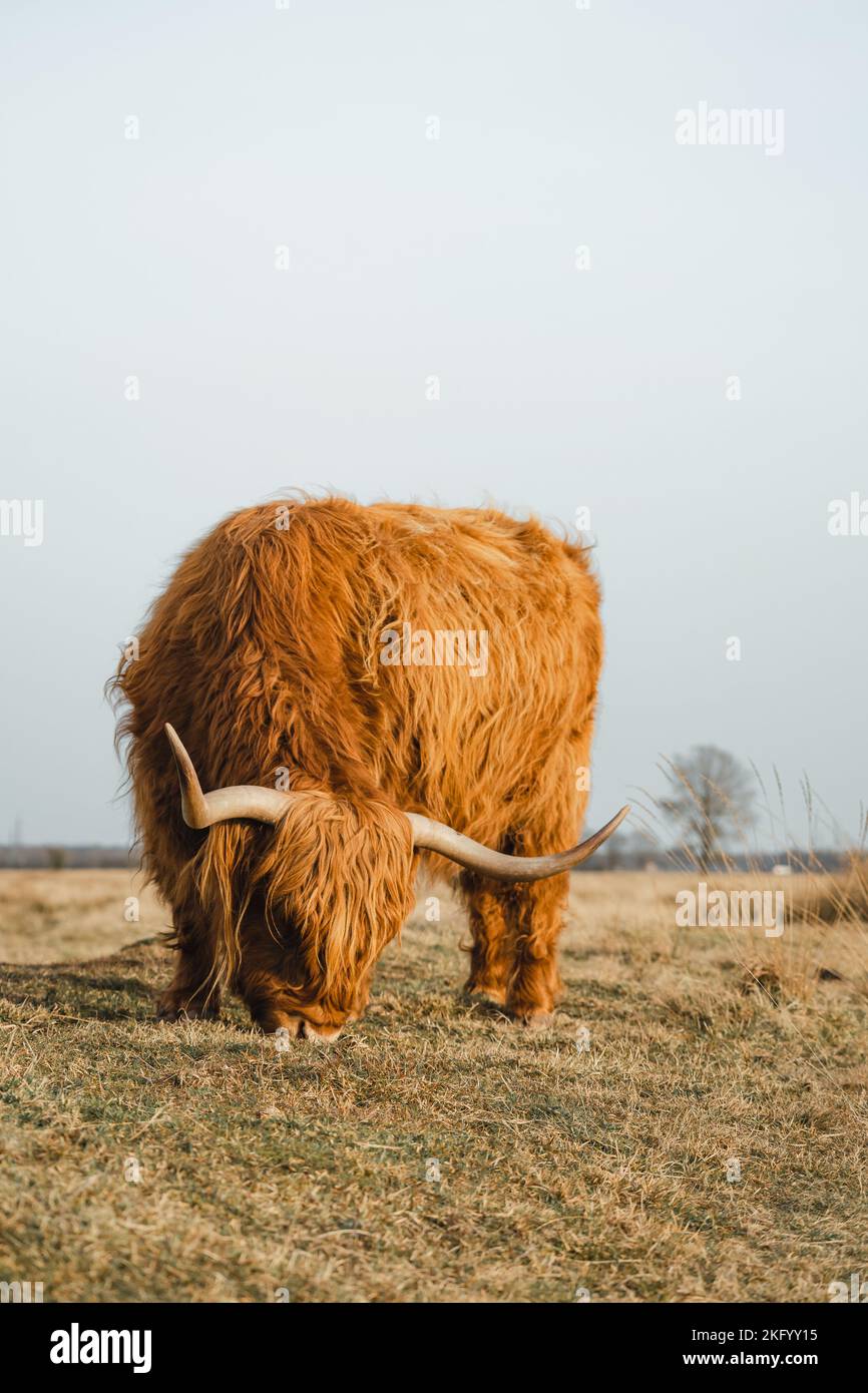 Schottisches Higlander-Rind auf einer ökologischen Feldfarm Stockfoto
