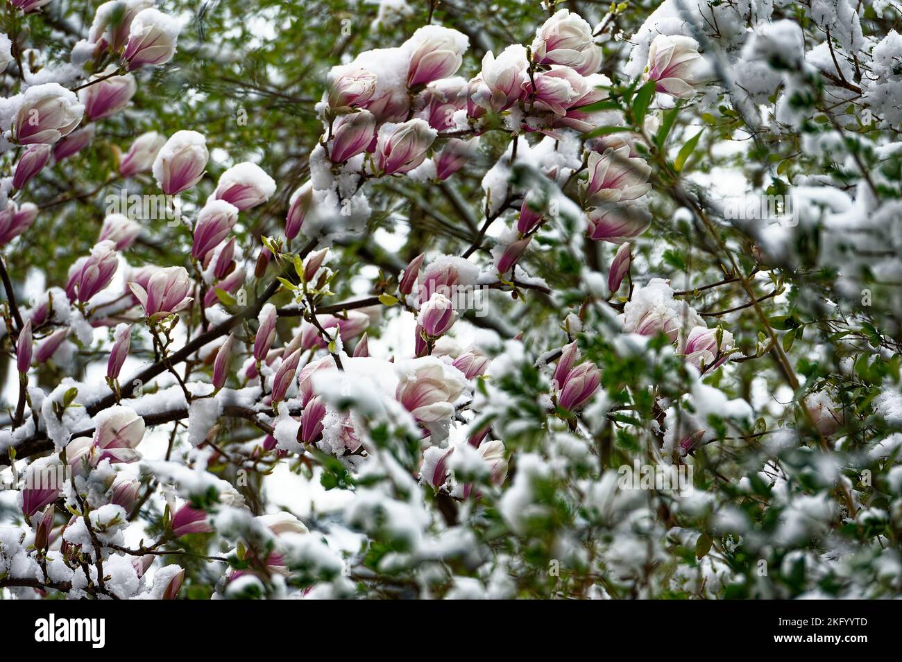 Schnee Drops in Hannover .Linden. Stockfoto