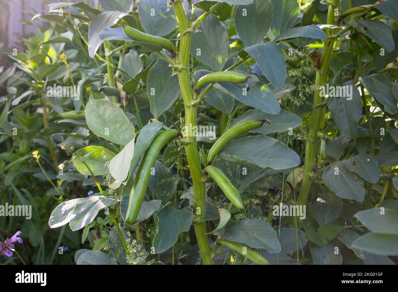 Mein biologischer essbarer Garten: Broad Bean Plants (Vicia faba), auch Fava Bohne oder Faba Bohne genannt. Die ganze Pflanze ist essbar - Blätter; Blumen; Bohnen; Schoten. Stockfoto