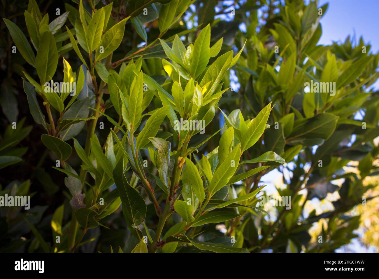 Lorbeerbaum (Laurus nobilis). Ein aromatischer immergrüner Baum: Kulinarisches Kraut (Lorbeerblätter). Stockfoto