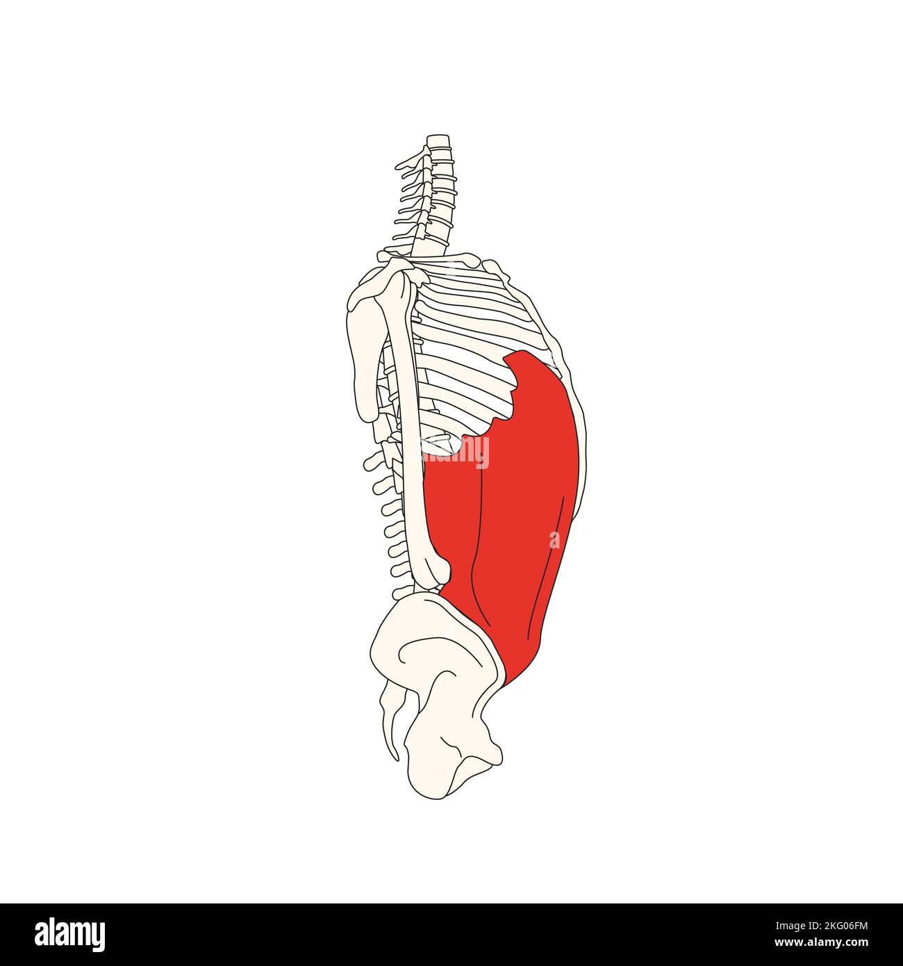 Menschliche Anatomie Drawing External Oblique abdominale Muskulatur Stockfoto