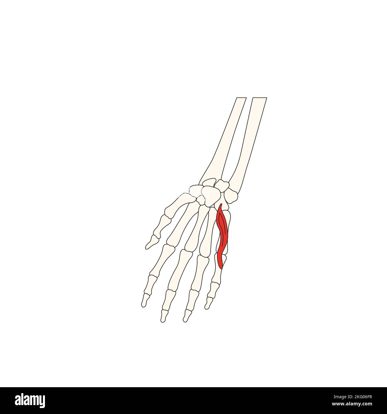 Menschliche Anatomie Drawing Flexor digiti minimi brevis Musculus