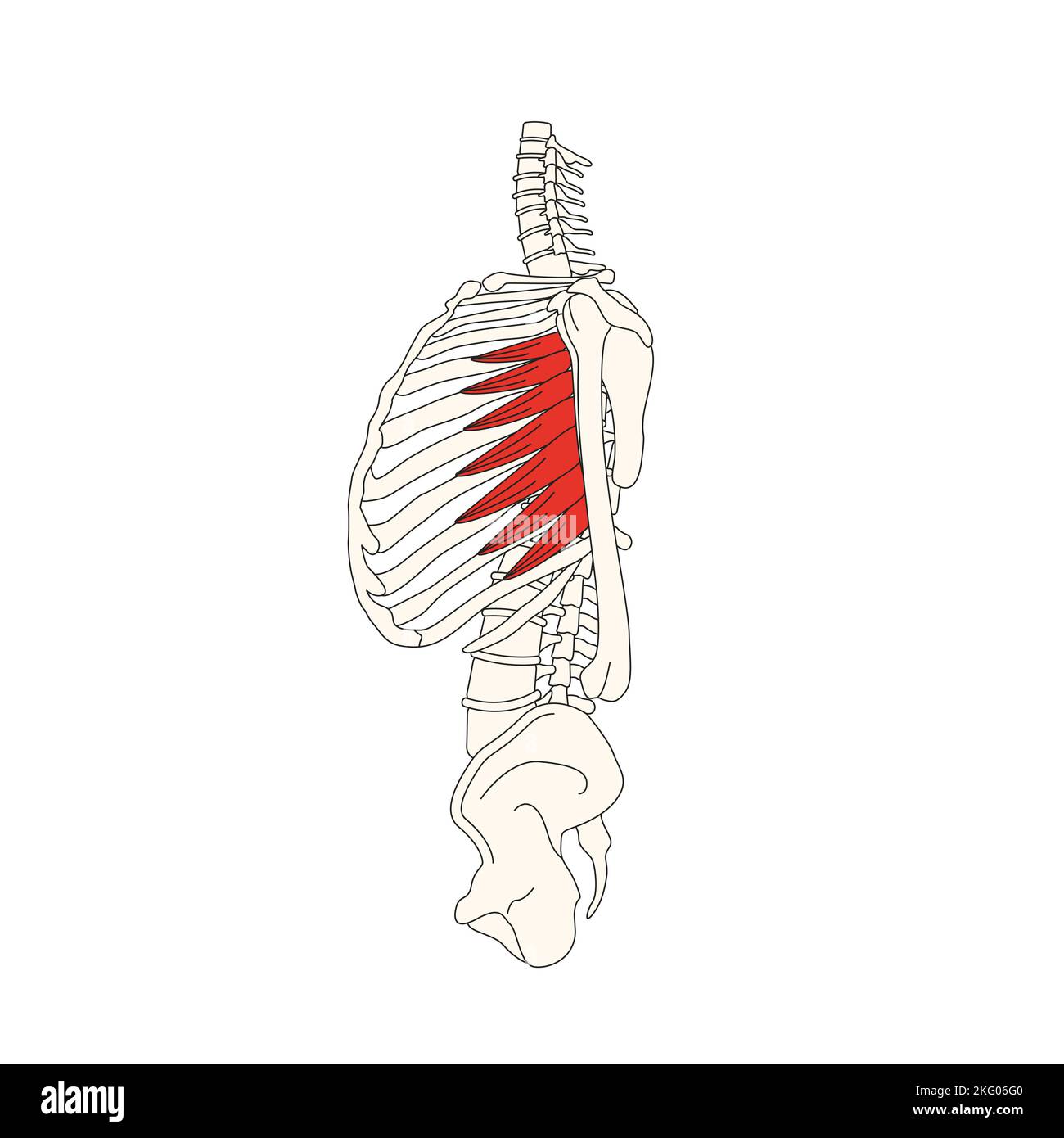 Anatomie zeichnung -Fotos und -Bildmaterial in hoher Auflösung - Seite ...
