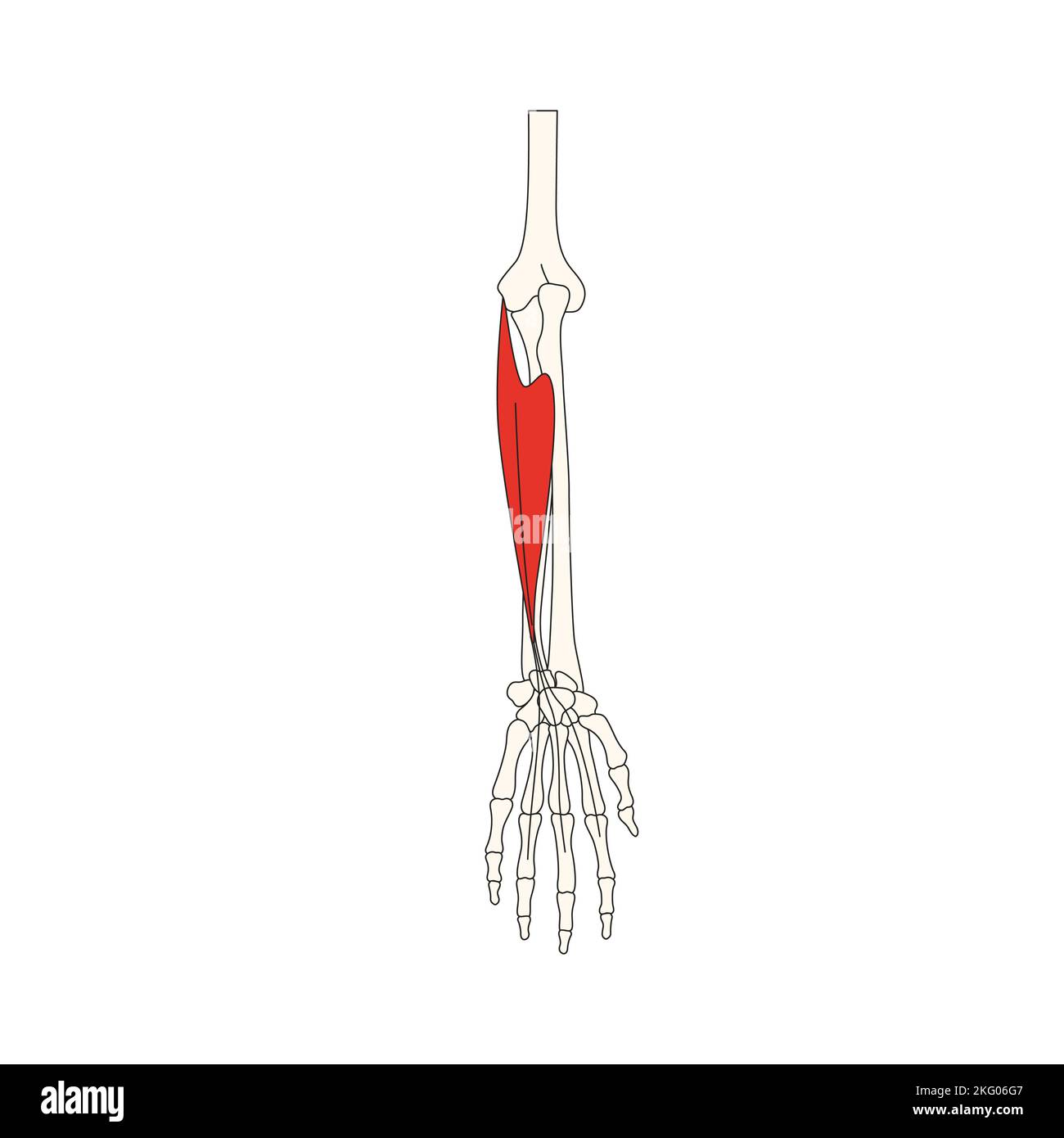 Menschliche Anatomie Drawing flexor pollicis brevis Musculus Stockfotografie Alamy