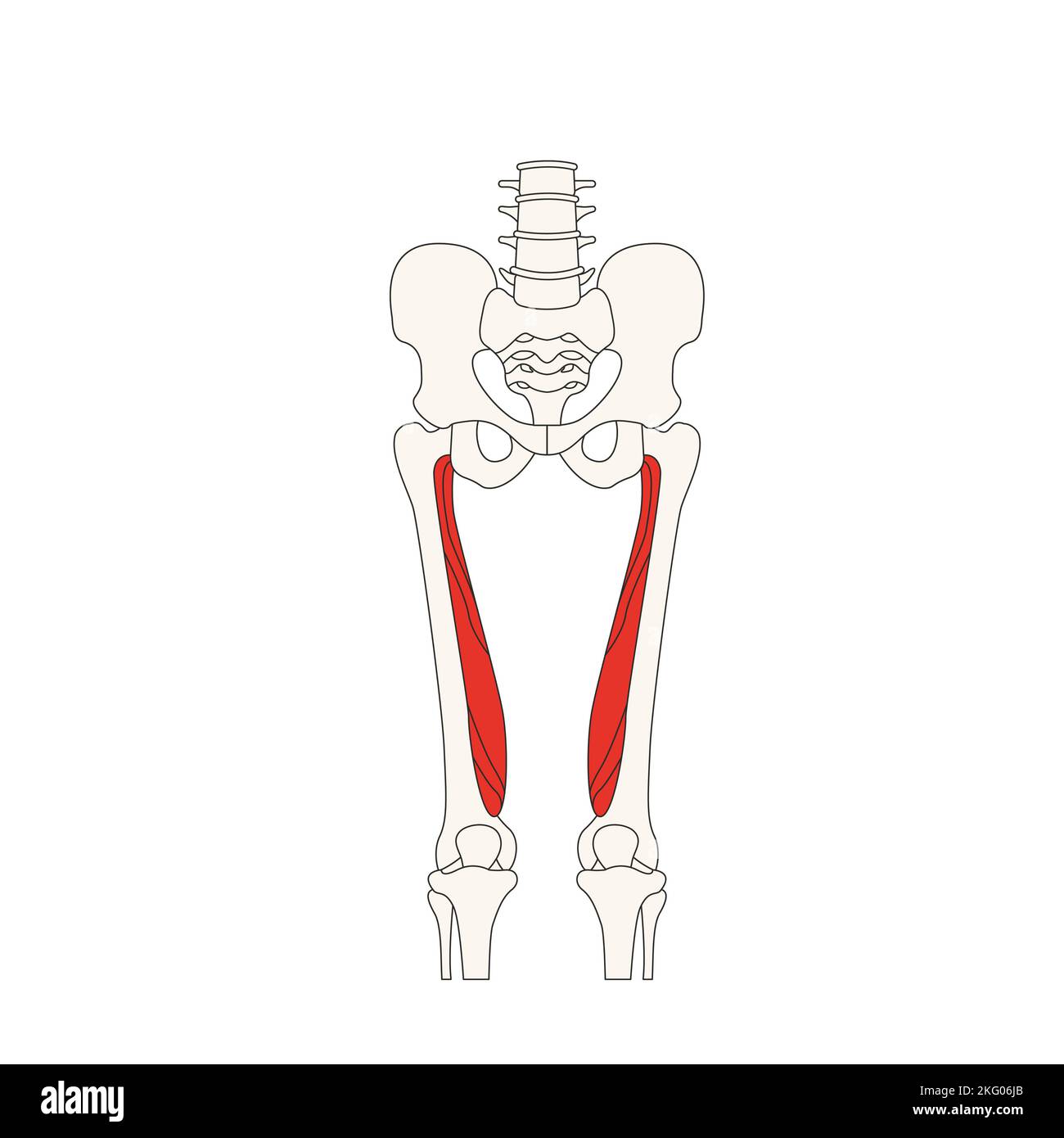 Menschliche Anatomie Drawing musculus vastus medialis Stockfoto