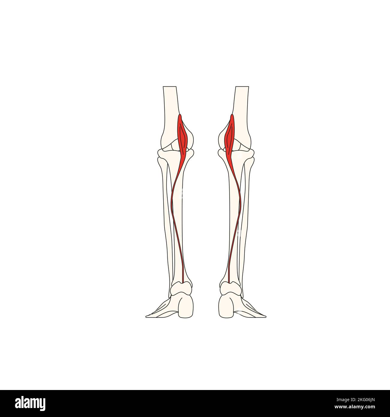 Menschliche Anatomie Drawing Musculus soleus Stockfoto