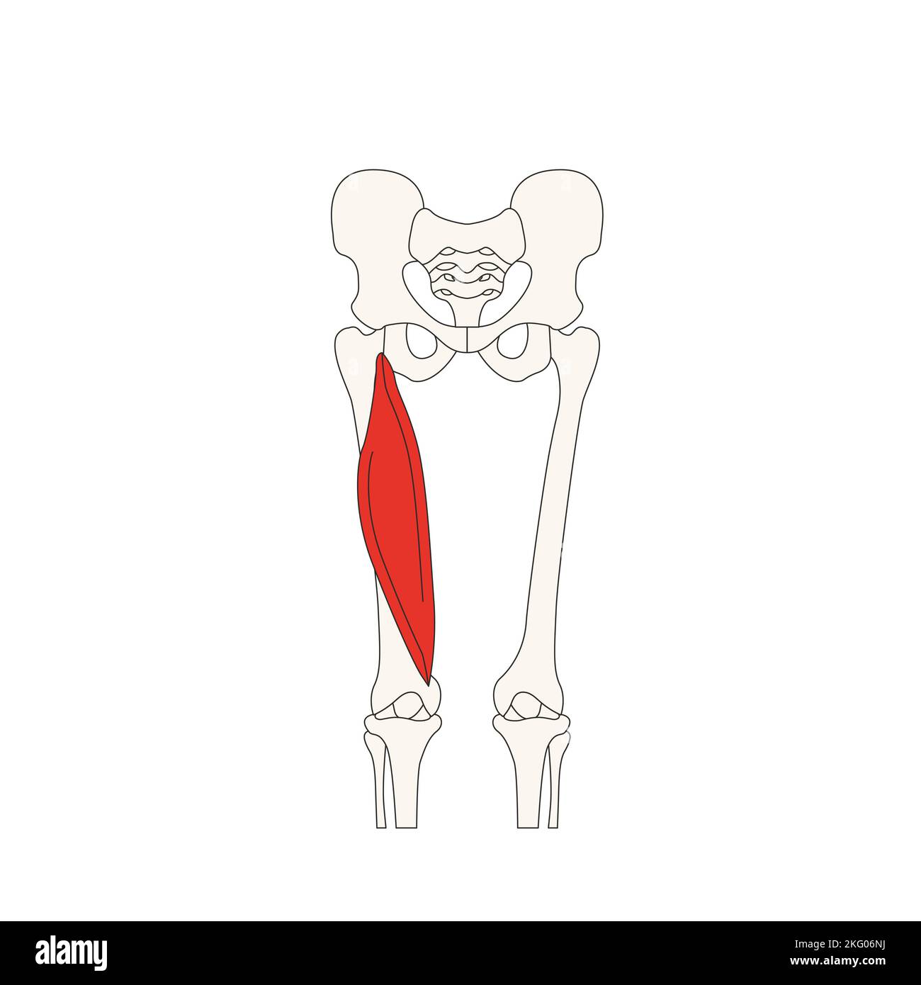 Menschliche Anatomie Drawing vastus lateralis Stockfotografie Alamy