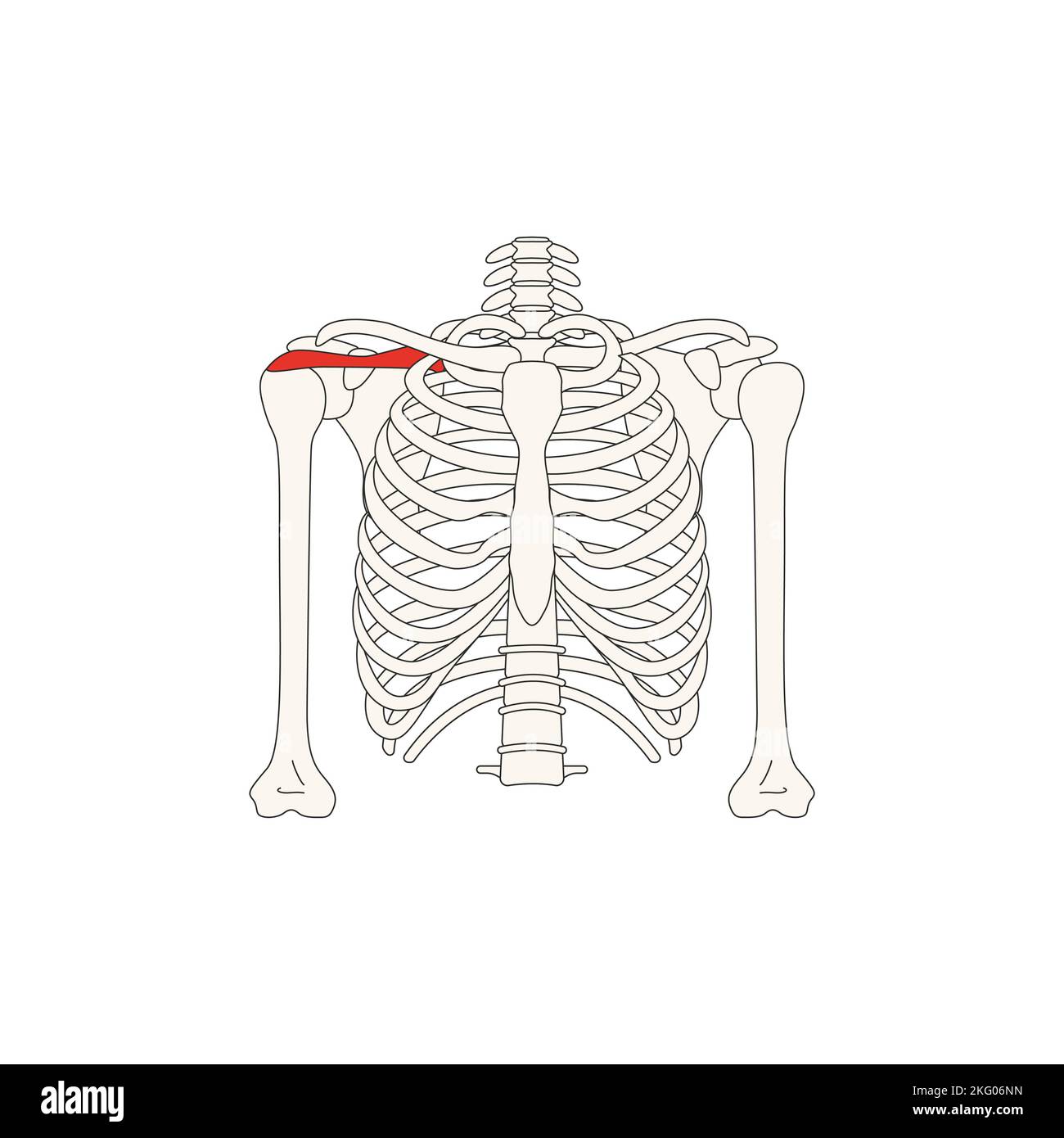 Menschliche Anatomie Drawing Supraspinöser Muskel Stockfotografie Alamy