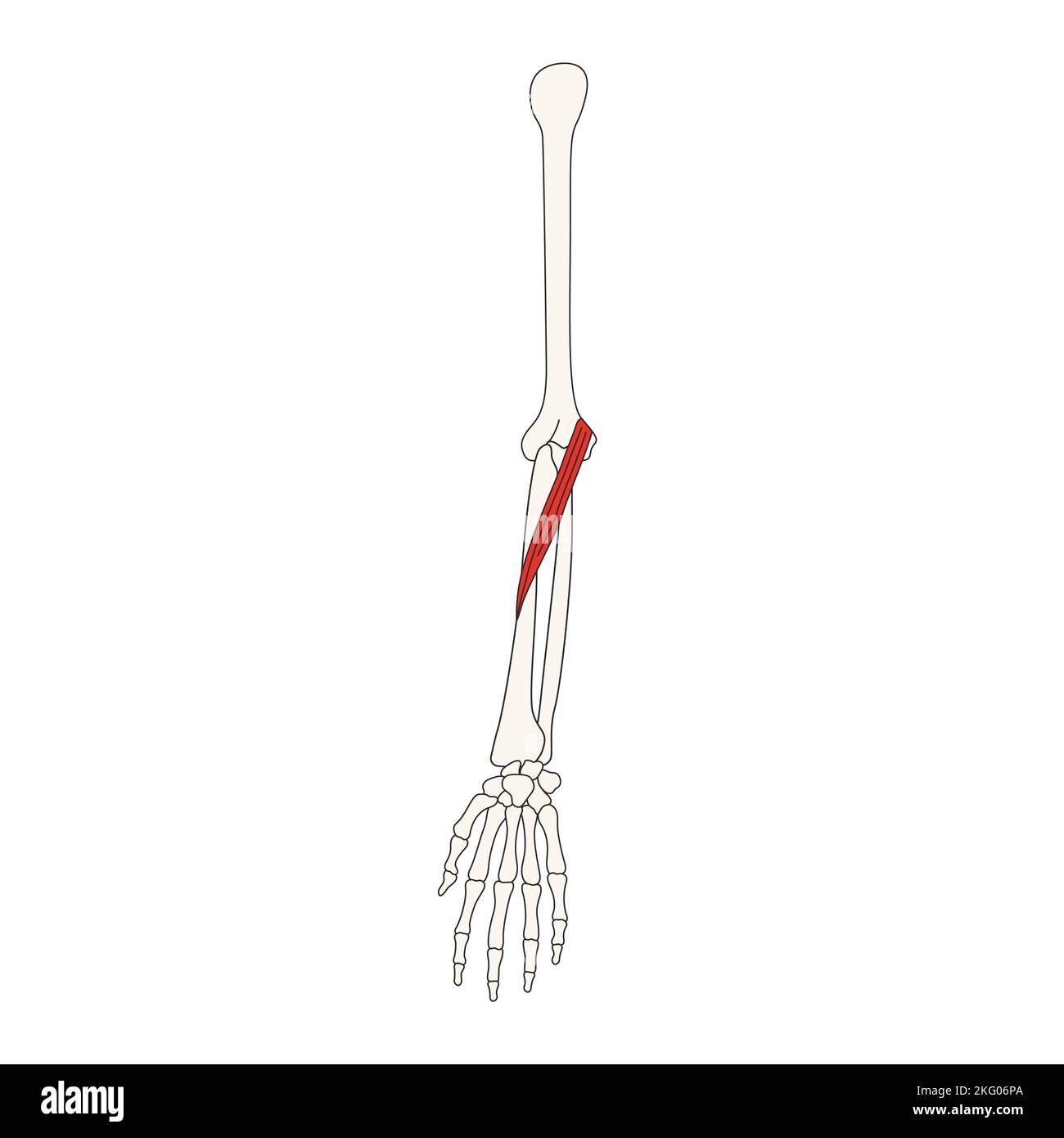 Menschliche Anatomie Drawing_Pronator teres Muskel Stockfoto