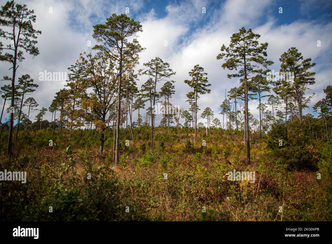 Kleine Pinien beginnen in einer Wiederaufforstung in einem Waldgebiet zu wachsen. In der Nähe von Dover Lights in den Ozark Mountains, Arkansas. Stockfoto