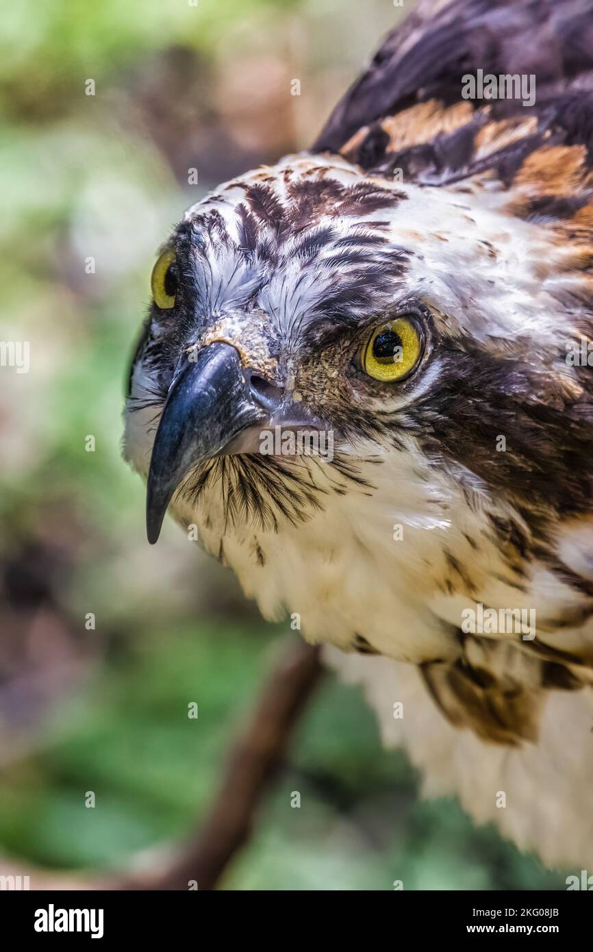 Nahaufnahme eines Rotschwanz-Falken, der Beute entdeckt Stockfoto