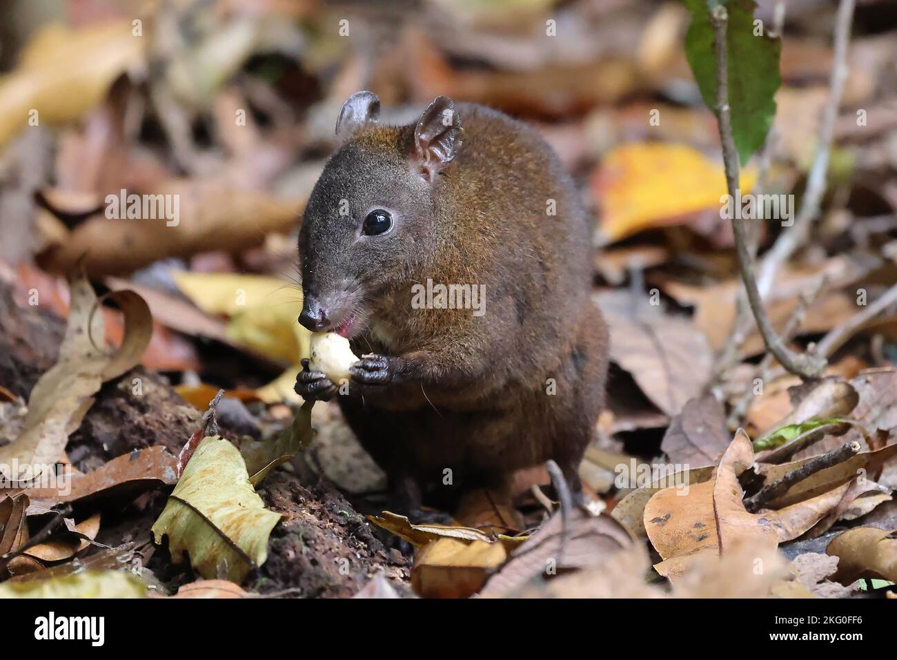 Musky Rat Kangaroo im Regenwald von Queensland Stockfoto