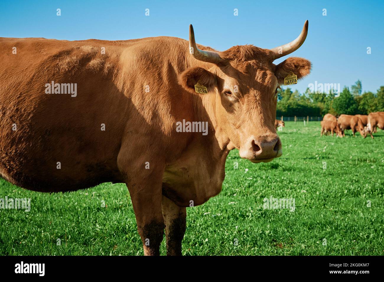 Rote Kühe grasen auf dem sommerlichen grünen Feld. Stockfoto