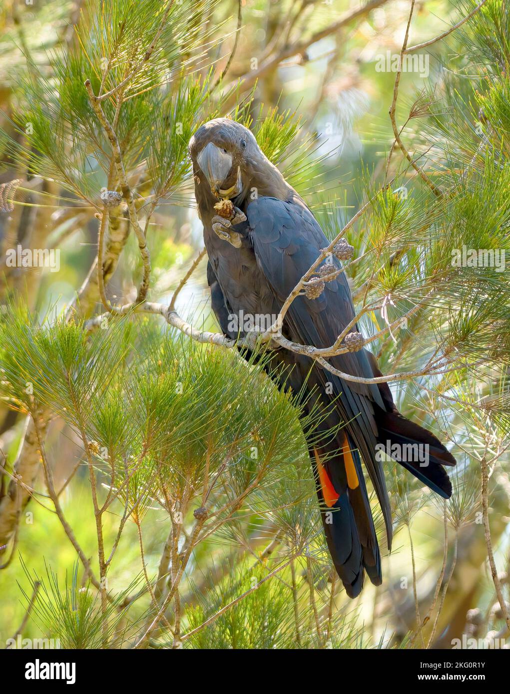 Die östlichen Unterarten des glänzenden schwarzen Kakadus (C. l. lathami) sind in Victoria als bedroht aufgeführt, die Vögel werden in offenen Wäldern gefunden. Stockfoto