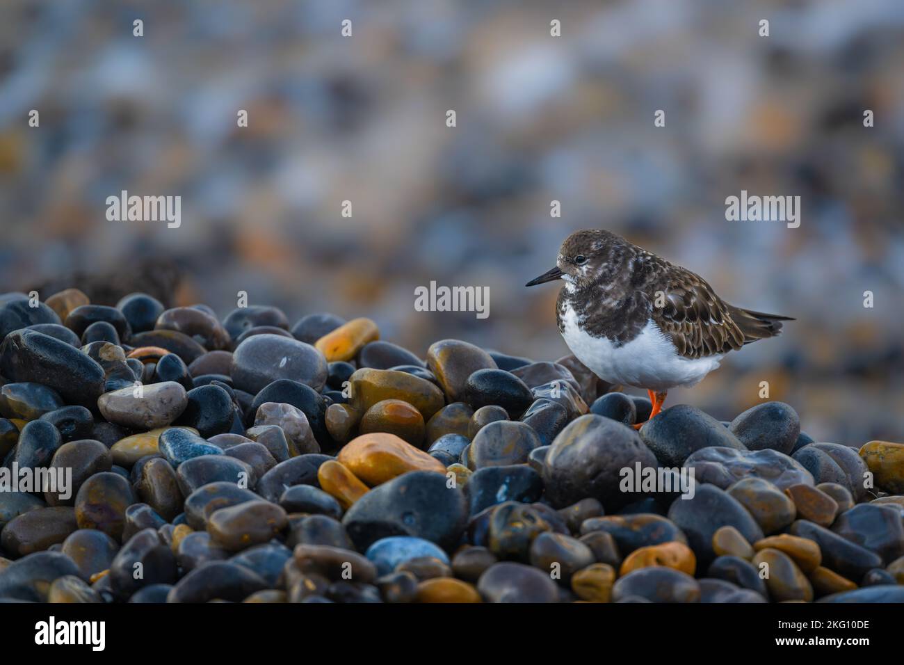 Eine einsame Turnstone Arenaria interponiert am Kiesstrand in Sheringham, North Norfolk, Großbritannien Stockfoto