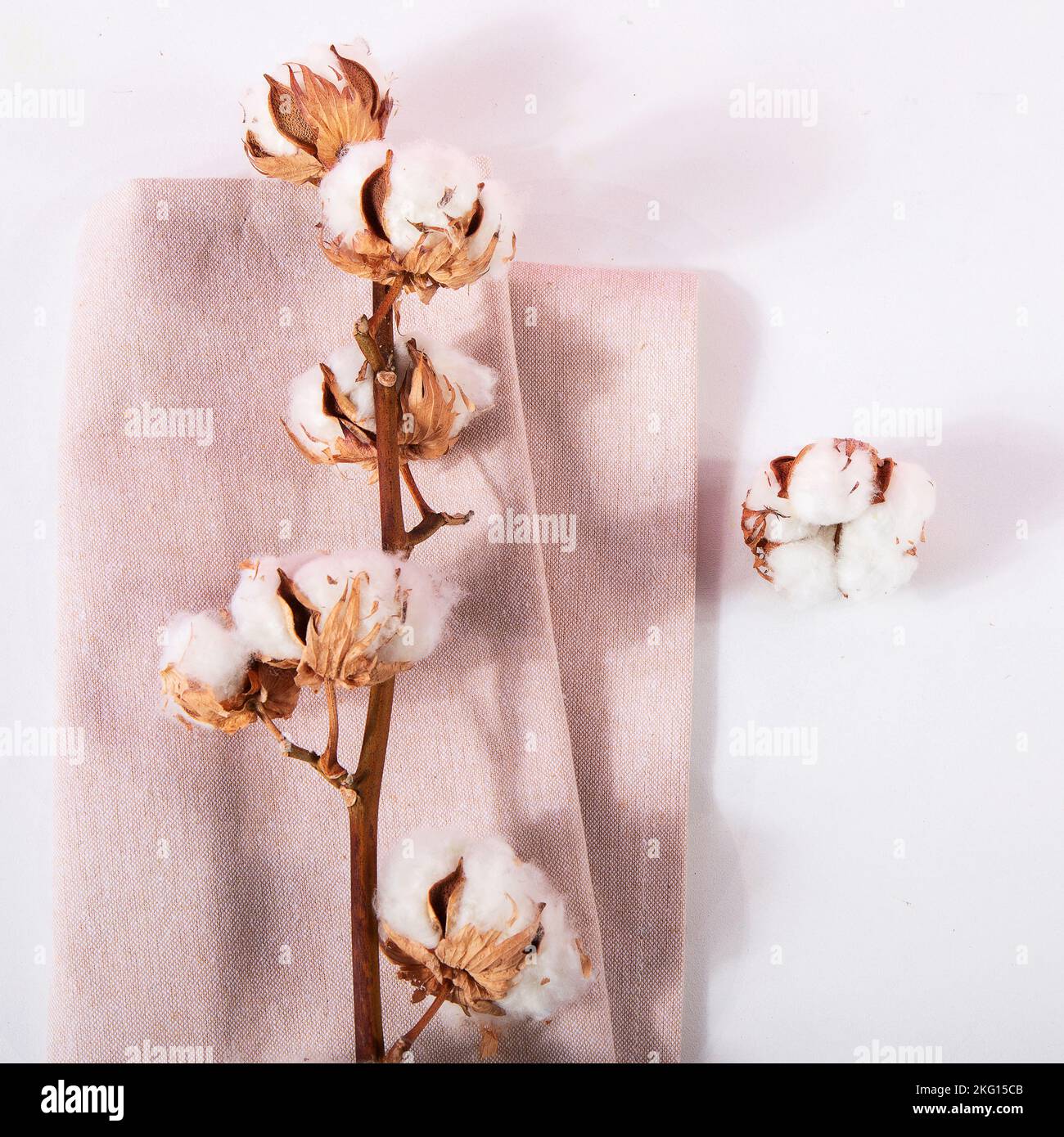 Trockene Baumwoll-Blumenstränge, beige Leinen Serviette Draufsicht auf beigefarbenem Hintergrund mit Kopierbereich. Markenvorlage, neutrale Farben. Stockfoto