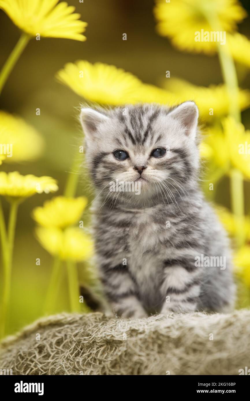 British Kurzhaar Kätzchen sitzen Stockfoto