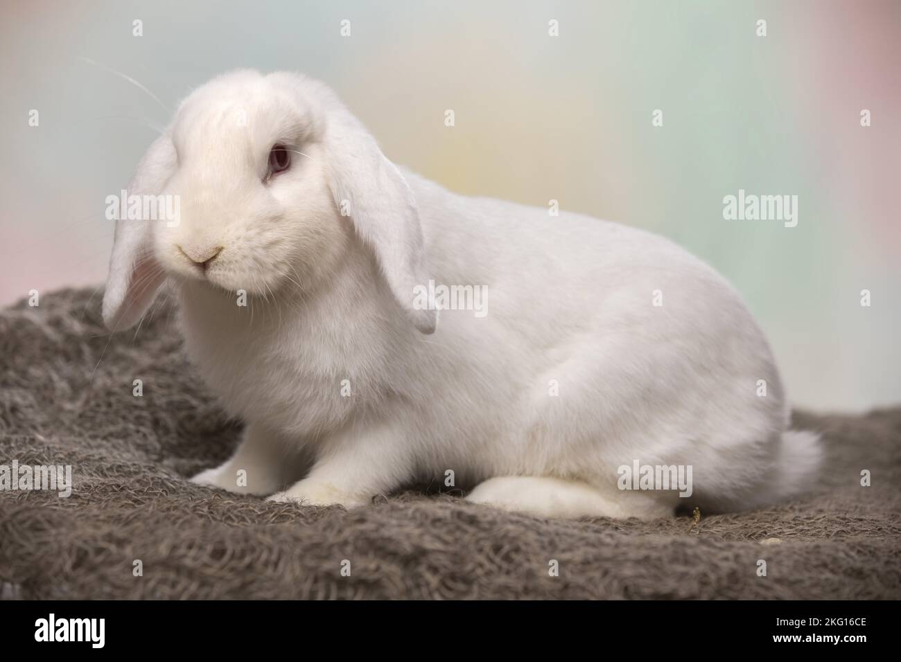 Weißes Kaninchen mit Lopse Stockfoto