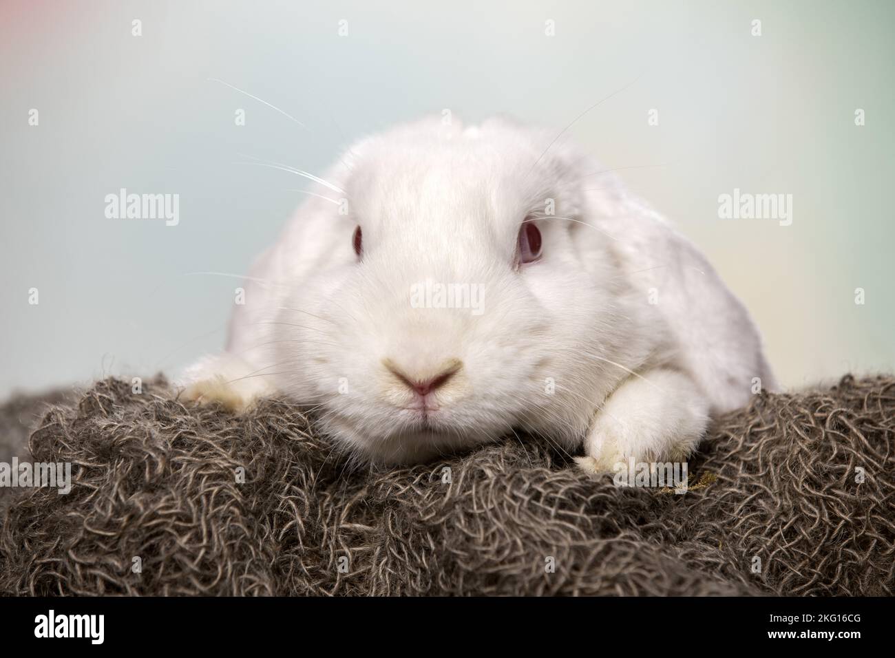 Weißes Kaninchen mit Lopse Stockfoto